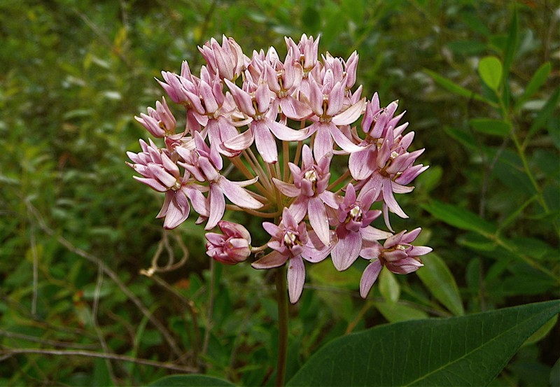 Red Milkweed