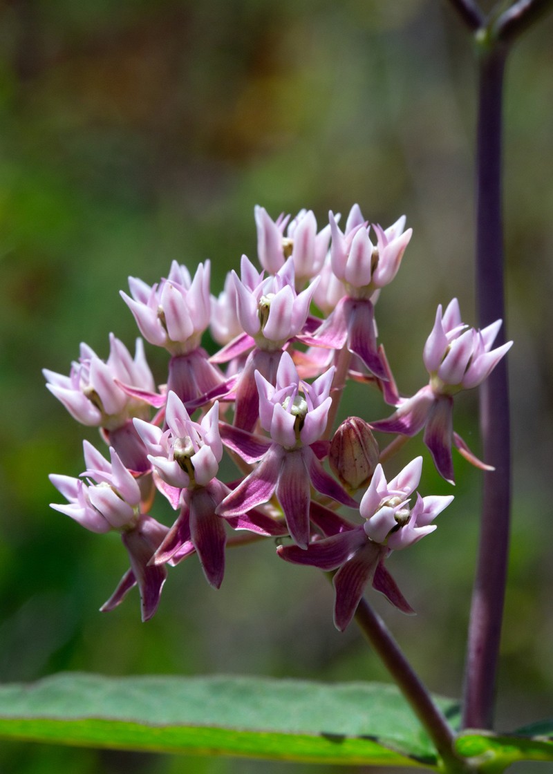 Red Milkweed photo 2