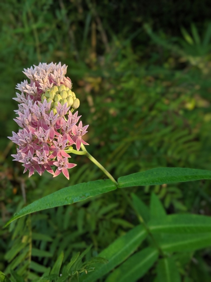 Red Milkweed photo 3