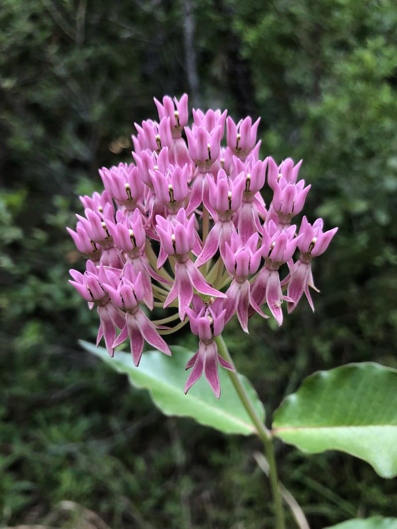 Red Milkweed photo 4
