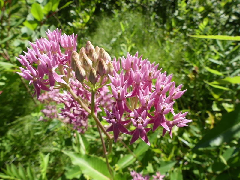 Red Milkweed photo 5