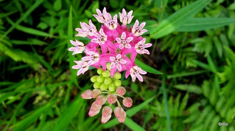 Red Milkweed photo 6