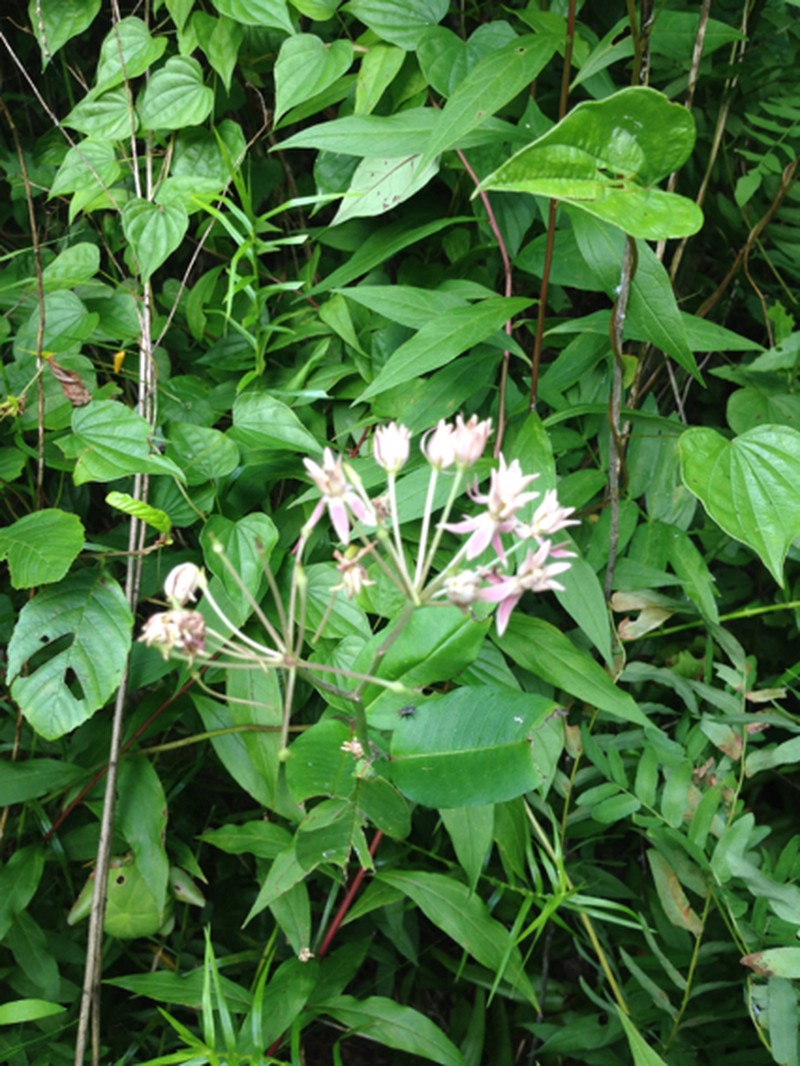 Red Milkweed photo 7