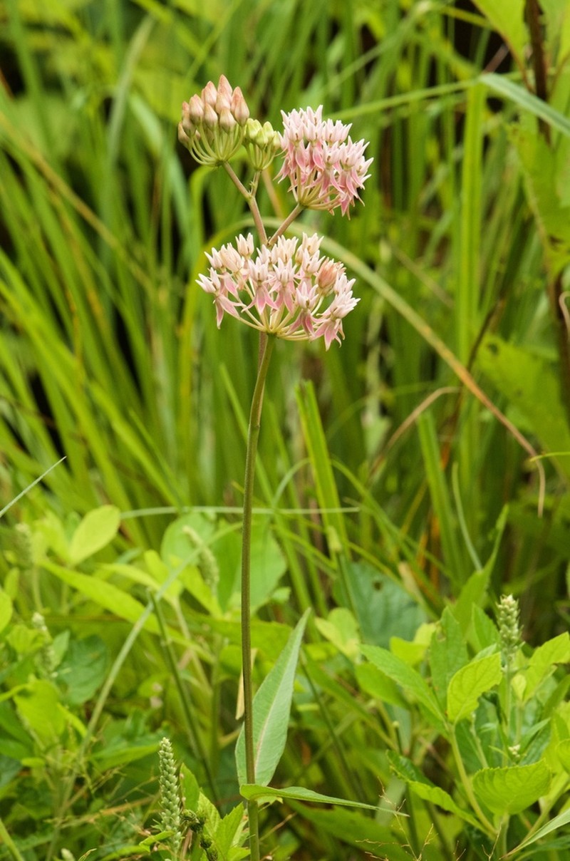 Red Milkweed photo 8