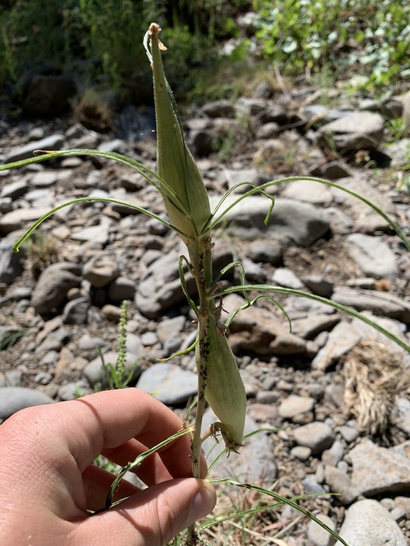 Rusby's Milkweed