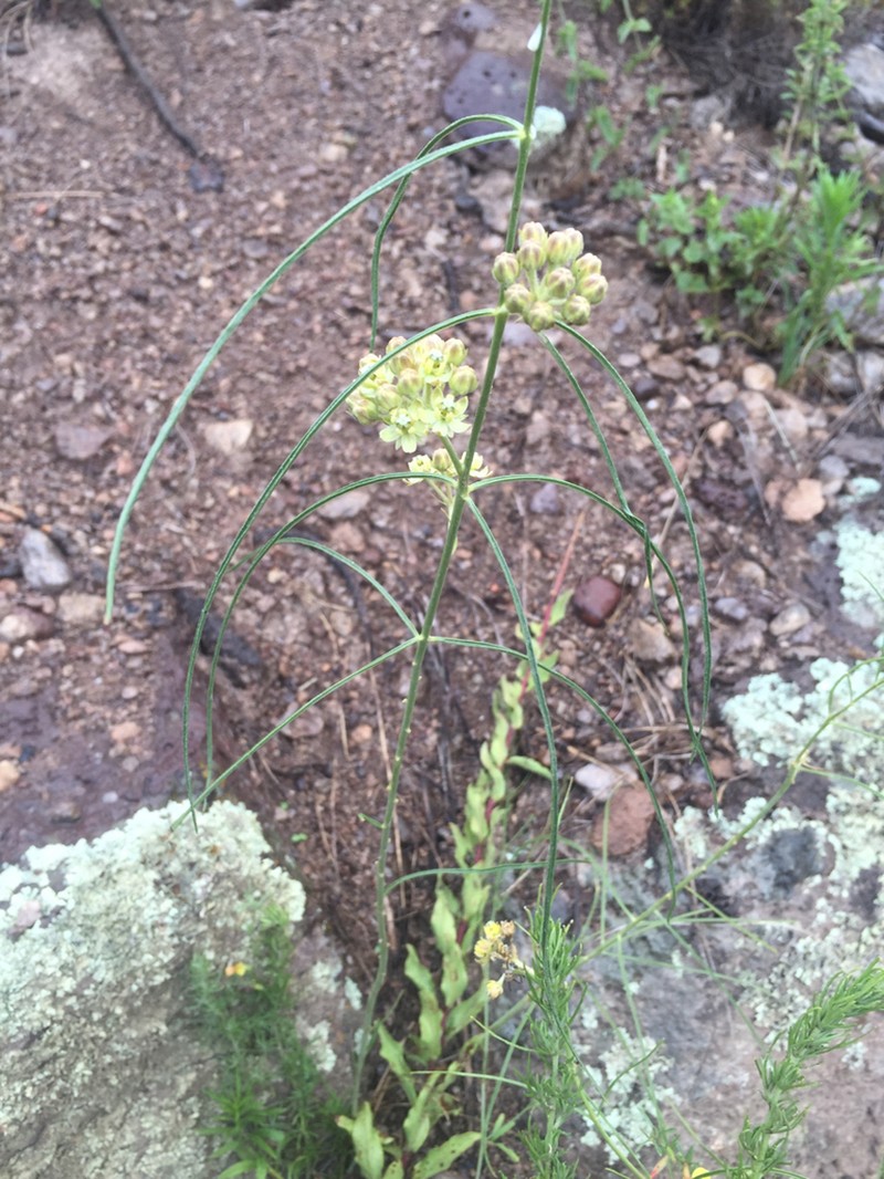 Rusby's Milkweed photo 2