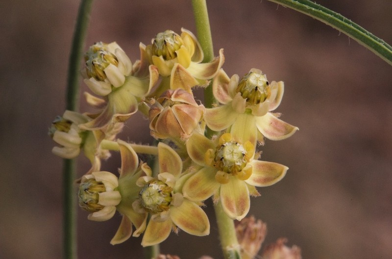 Rusby's Milkweed photo 3