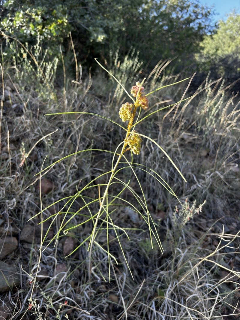 Rusby's Milkweed photo 5