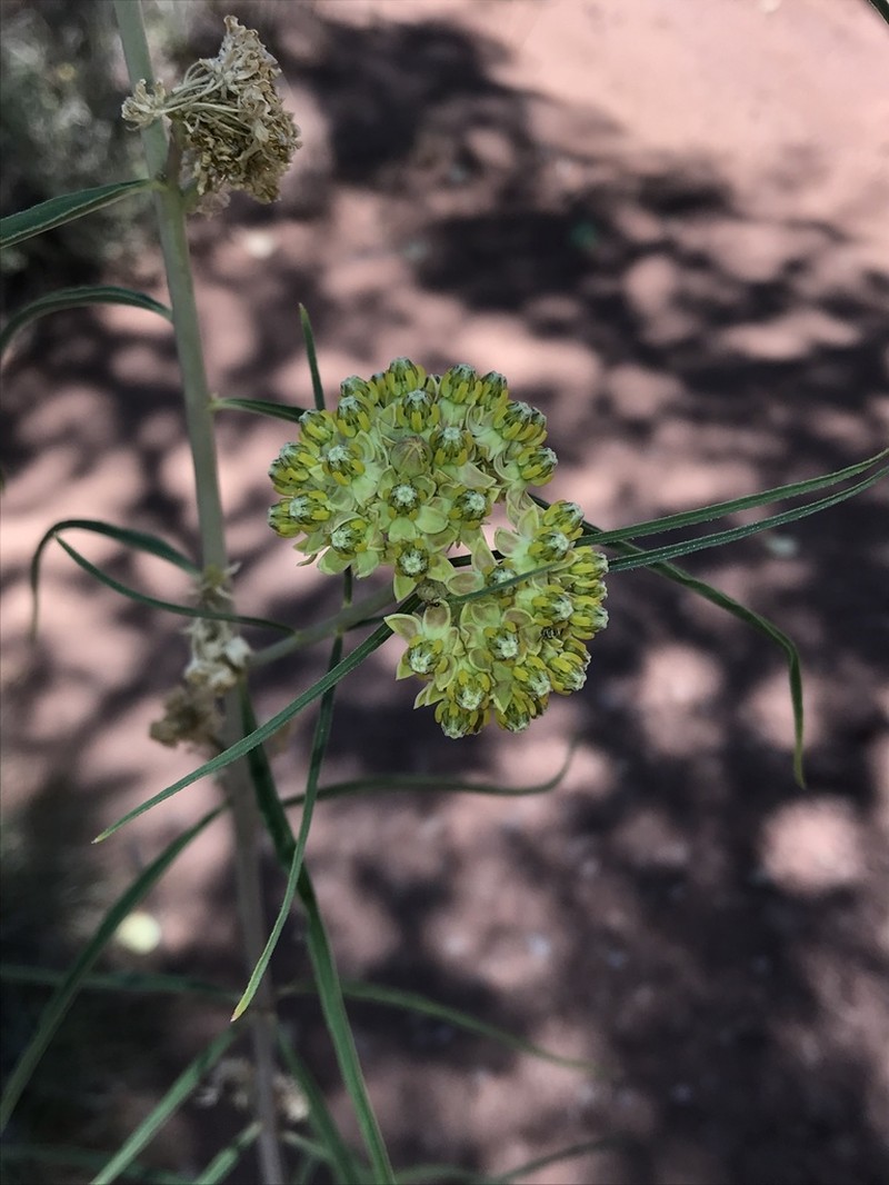 Rusby's Milkweed photo 6