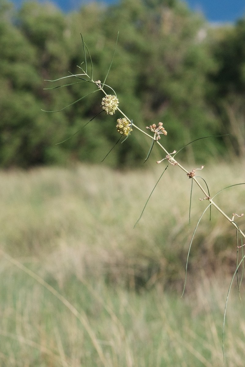 Rusby's Milkweed photo 7