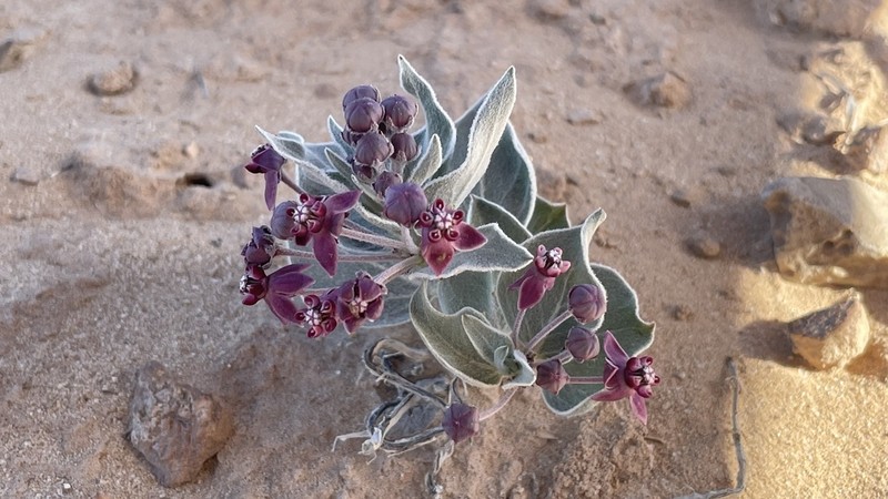 Asclepias ruthiae