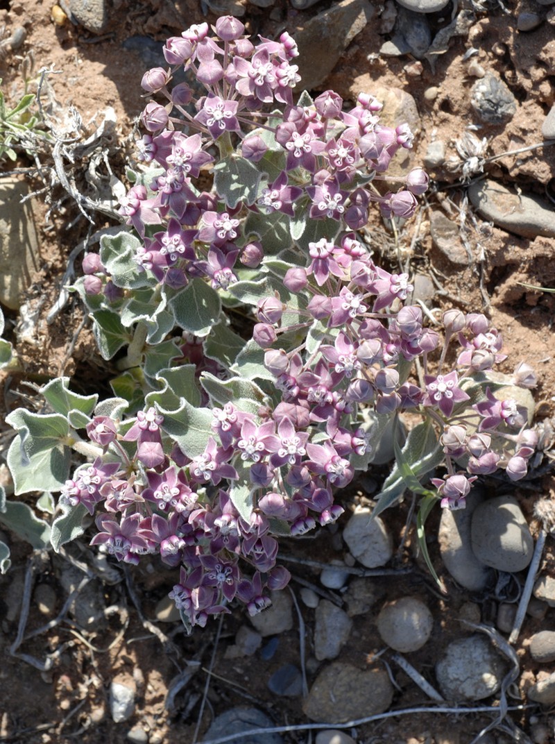 Asclepias ruthiae photo 2