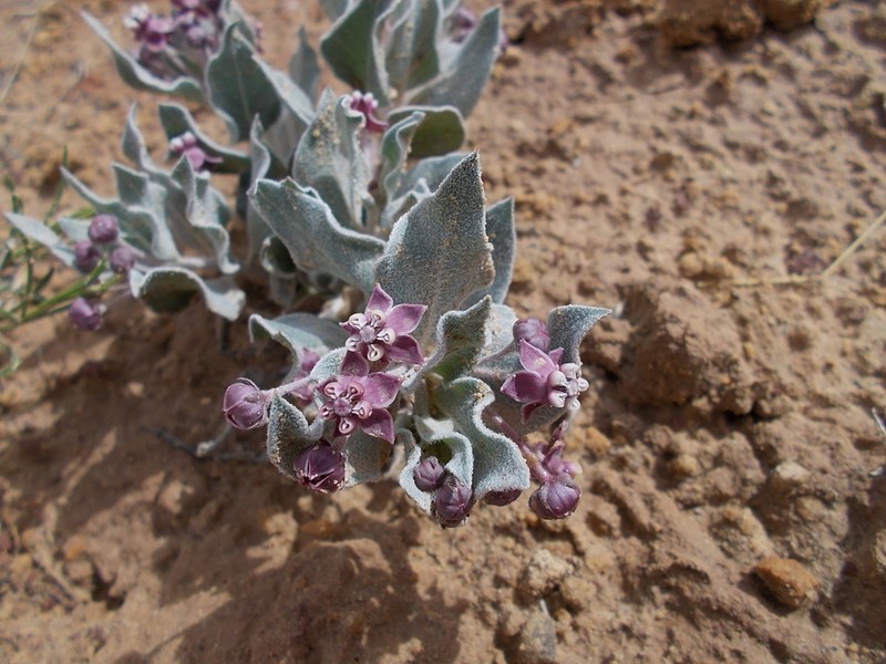 Asclepias ruthiae photo 3