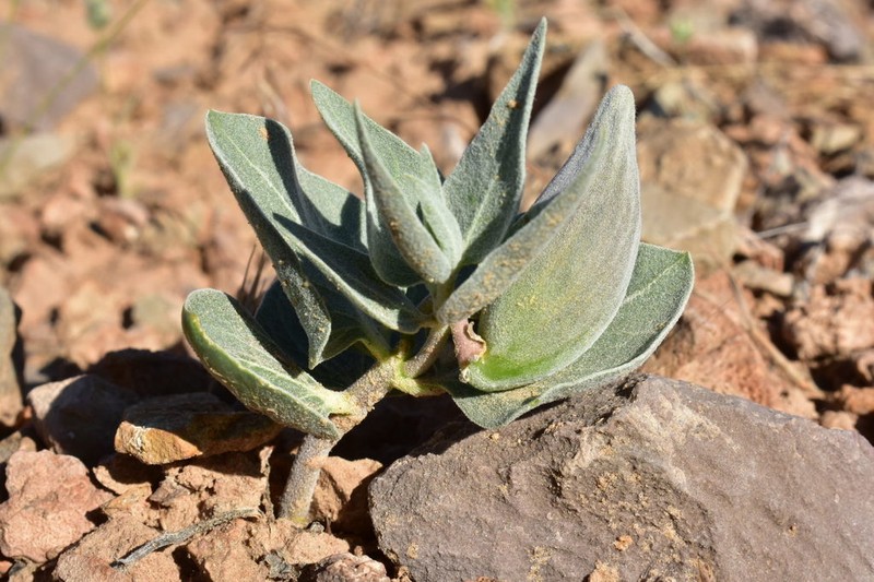 Asclepias ruthiae photo 4