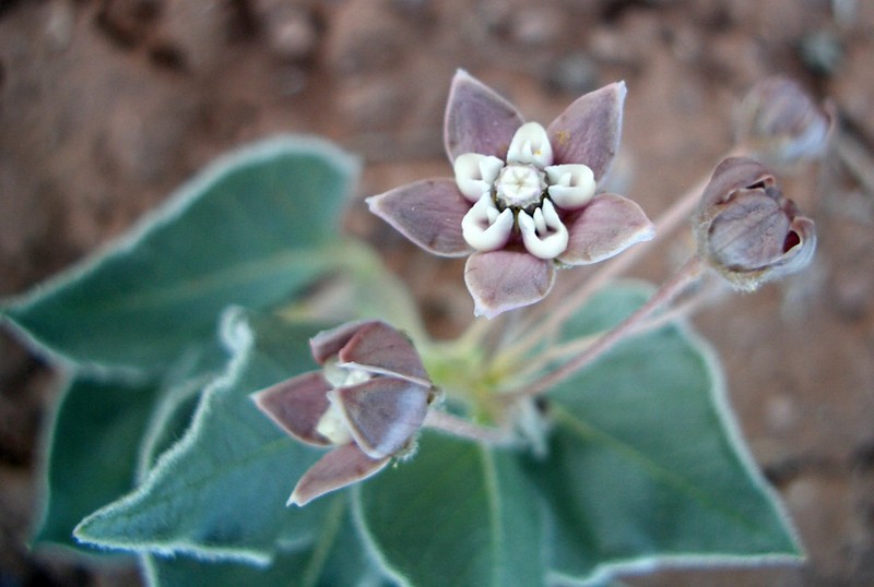 Asclepias ruthiae photo 5