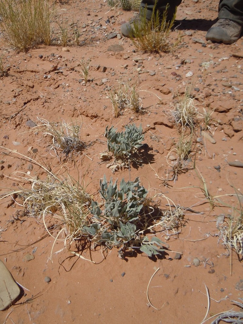 Asclepias ruthiae photo 6