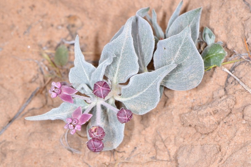 Asclepias ruthiae photo 7