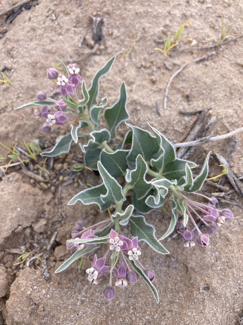 Asclepias sanjuanensis