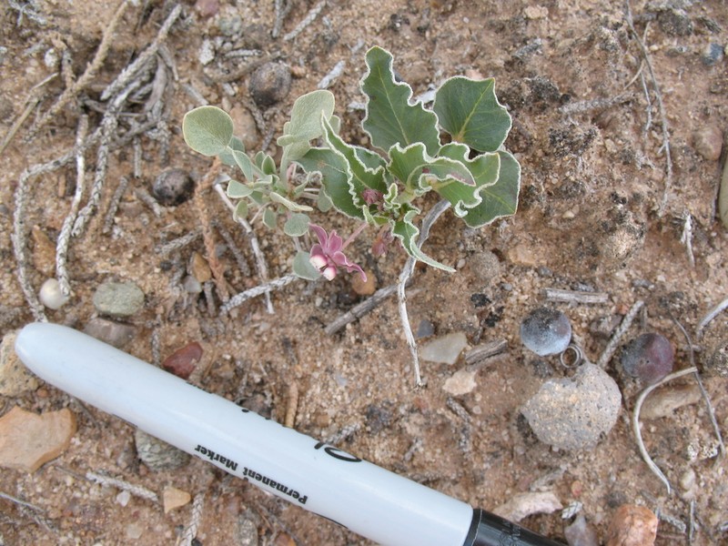 Asclepias sanjuanensis photo 2
