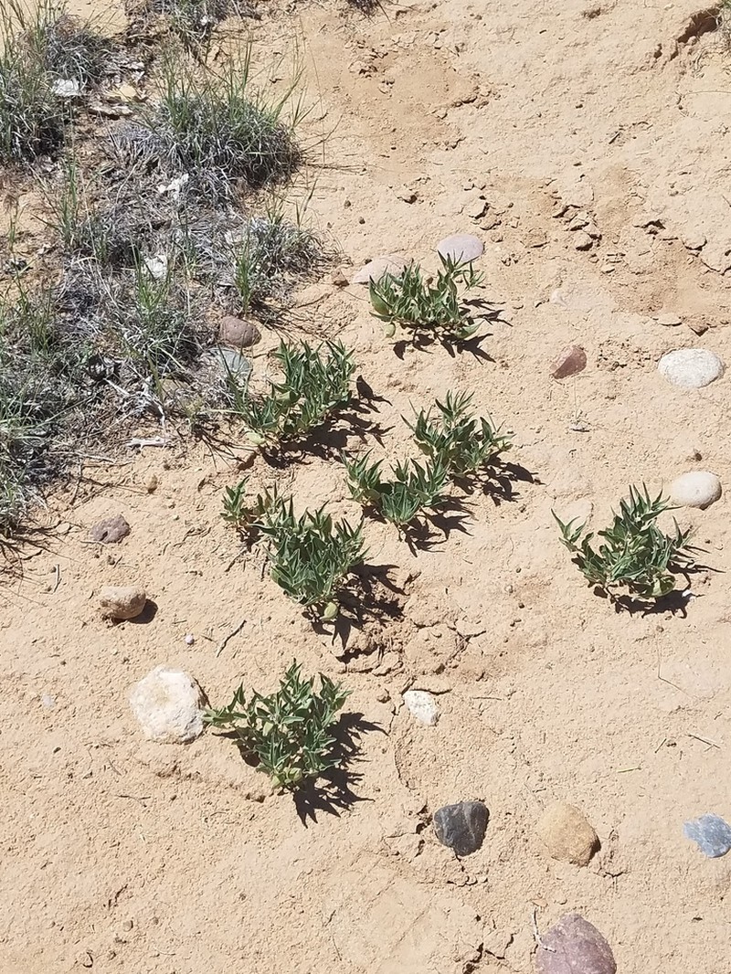 Asclepias sanjuanensis photo 3