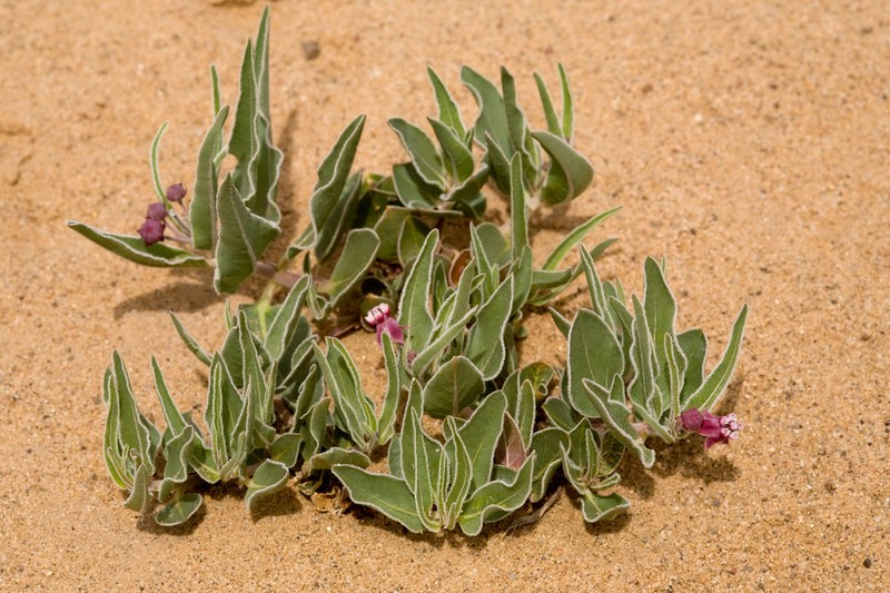 Asclepias sanjuanensis photo 4