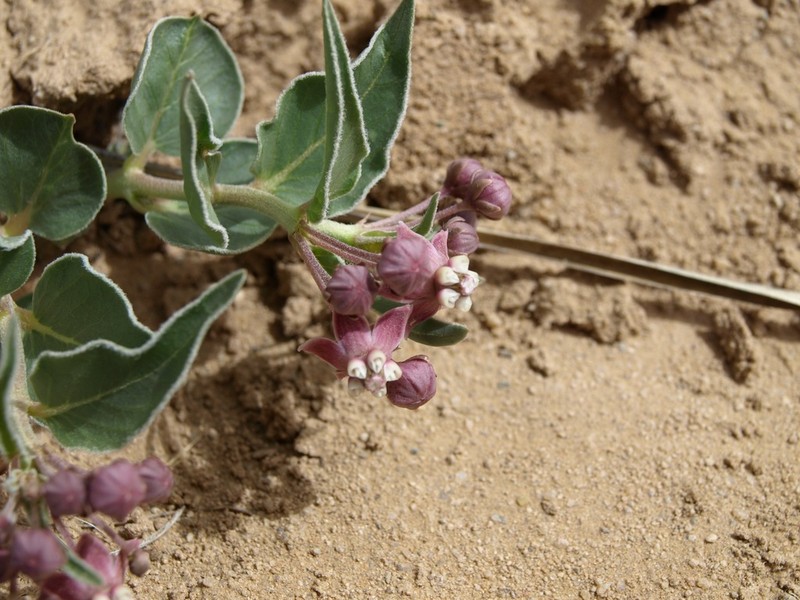 Asclepias sanjuanensis photo 5