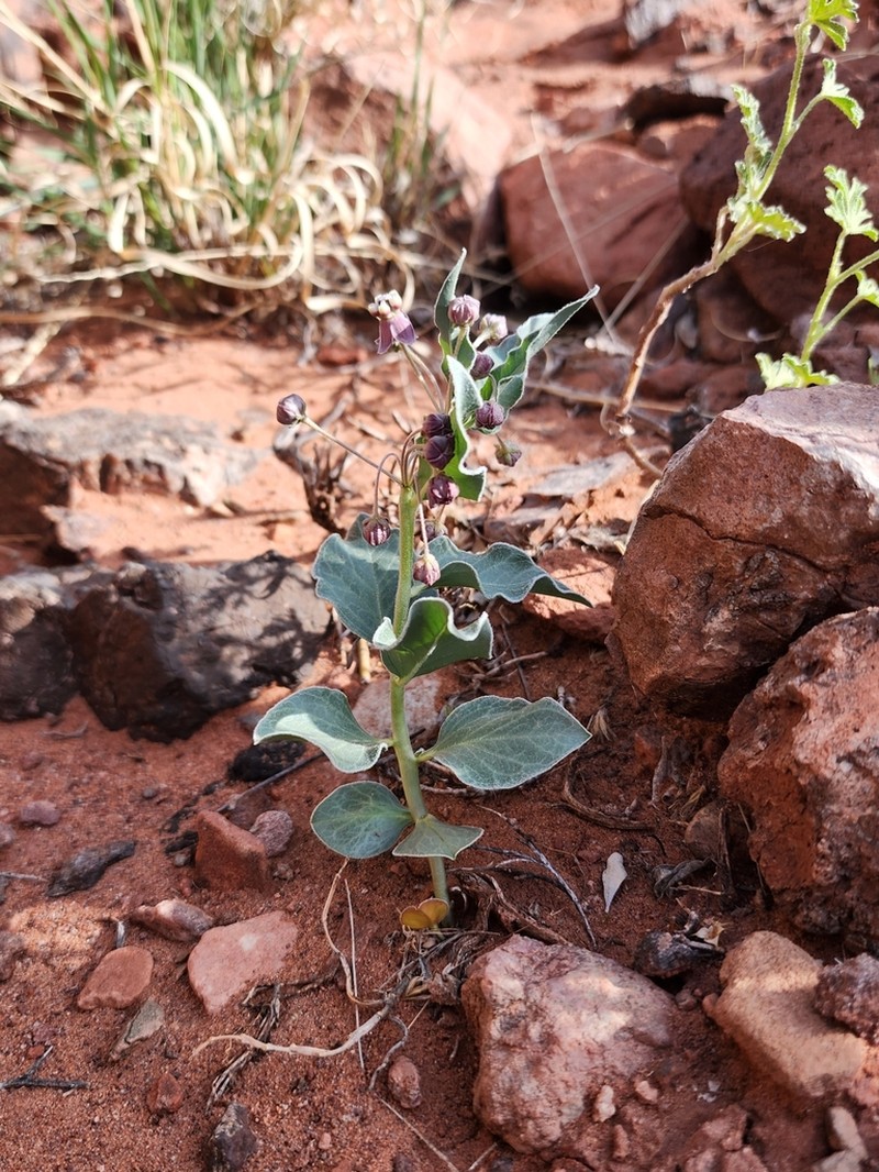 Asclepias sanjuanensis photo 6