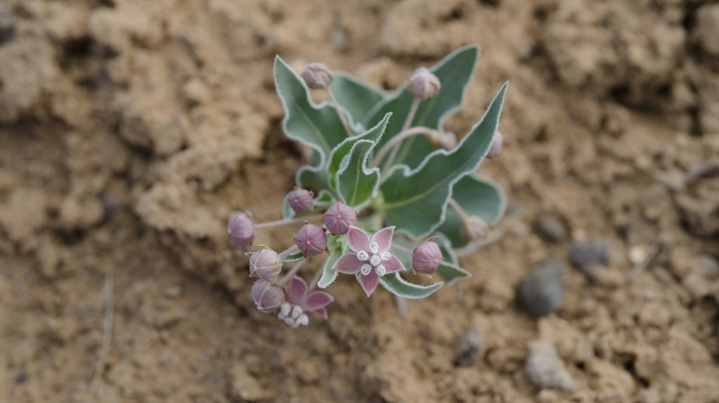 Asclepias sanjuanensis photo 7