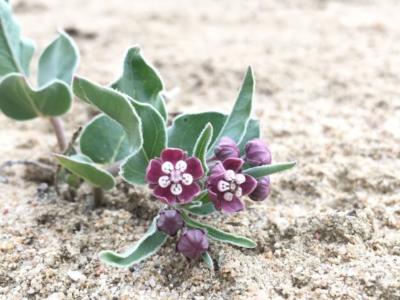 Asclepias sanjuanensis photo 8