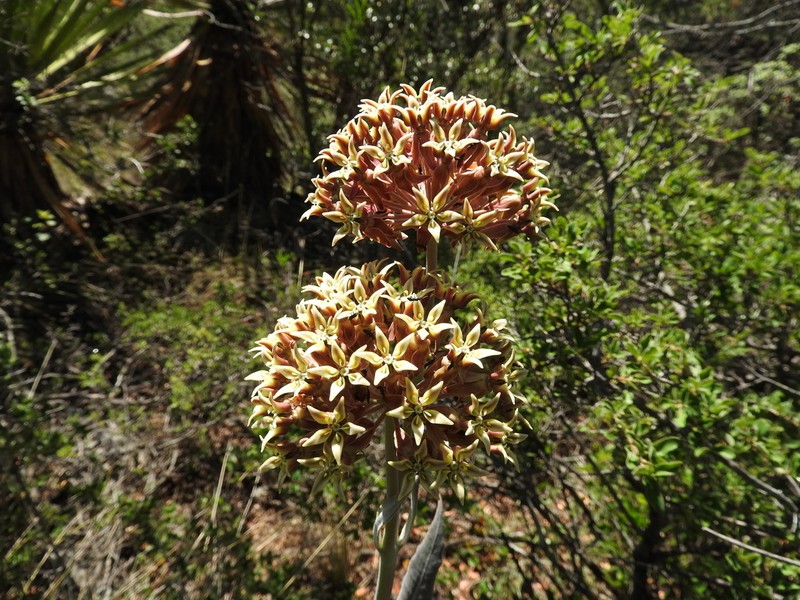 Asclepias sauronii