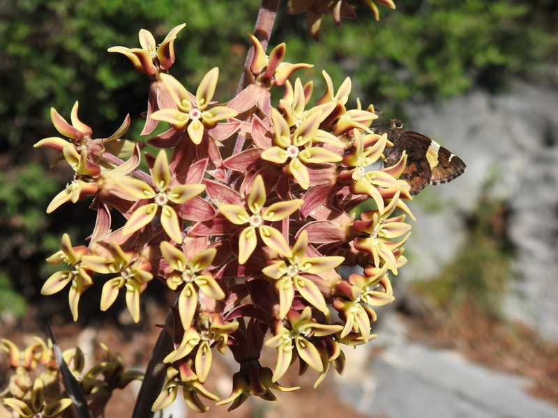 Asclepias sauronii photo 2