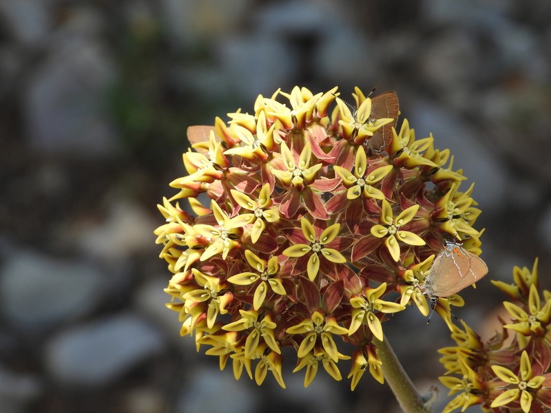 Asclepias sauronii photo 3