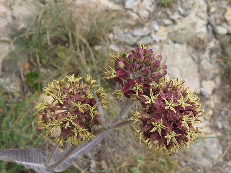 Asclepias sauronii photo 4