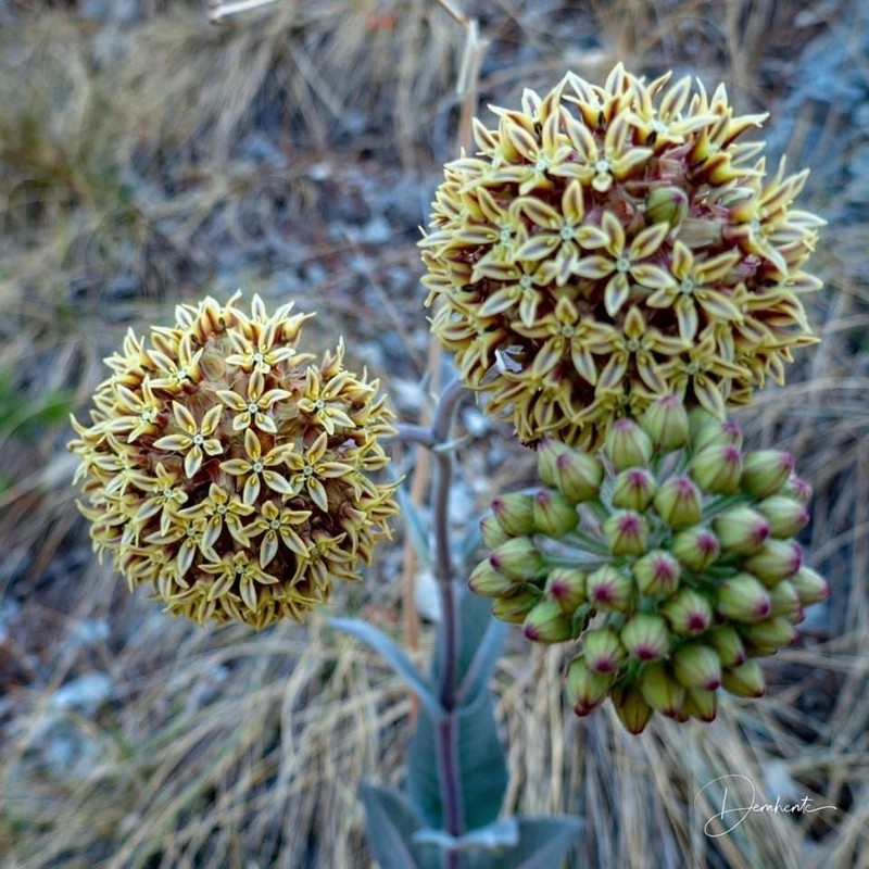 Asclepias sauronii photo 5