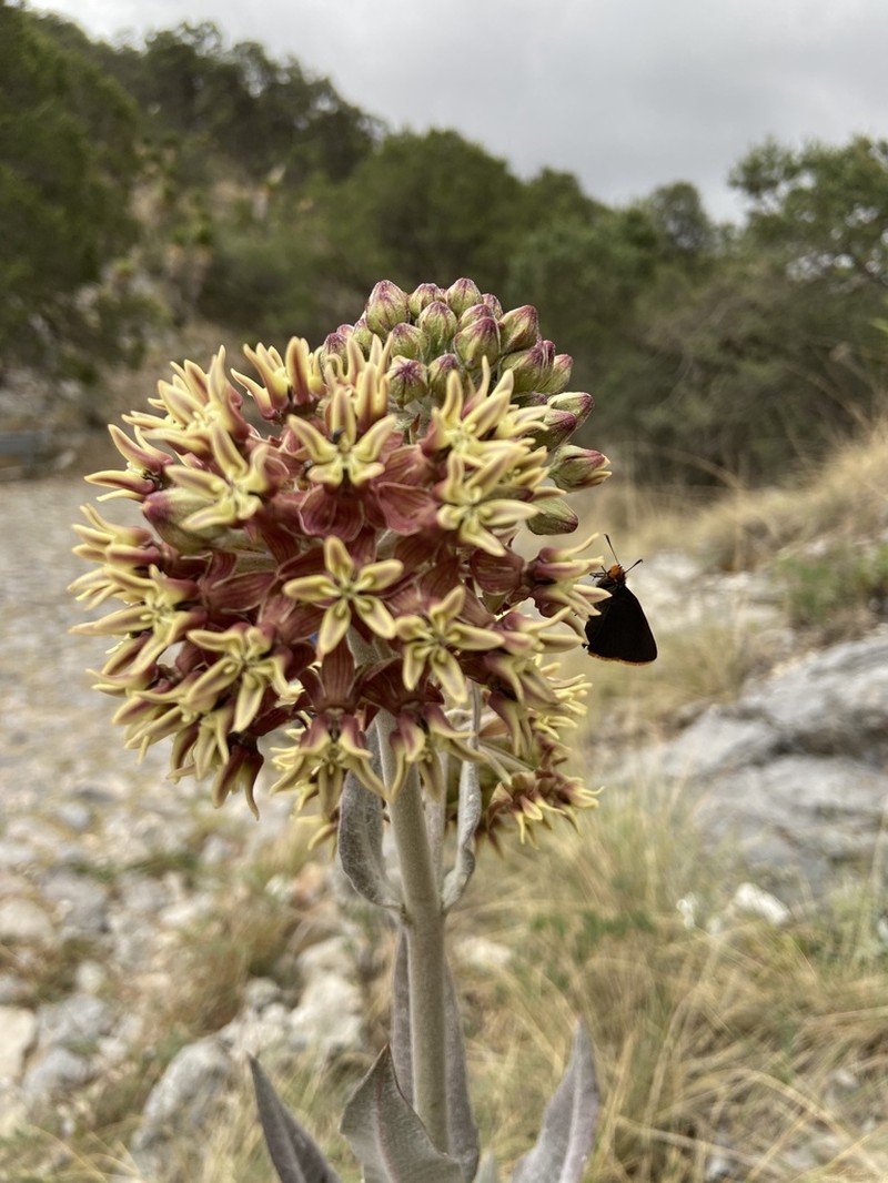 Asclepias sauronii photo 6