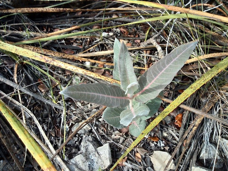 Asclepias sauronii photo 7