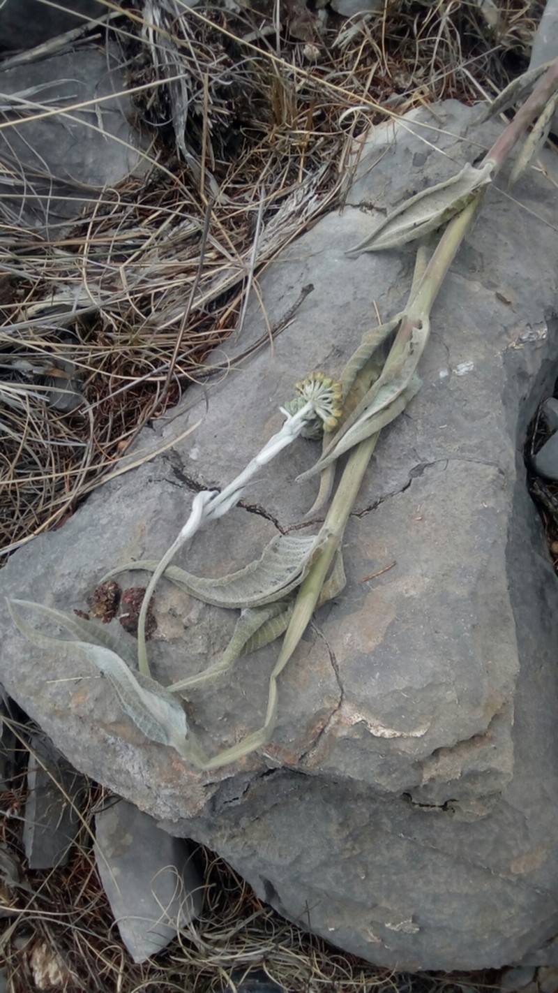 Asclepias sauronii photo 8