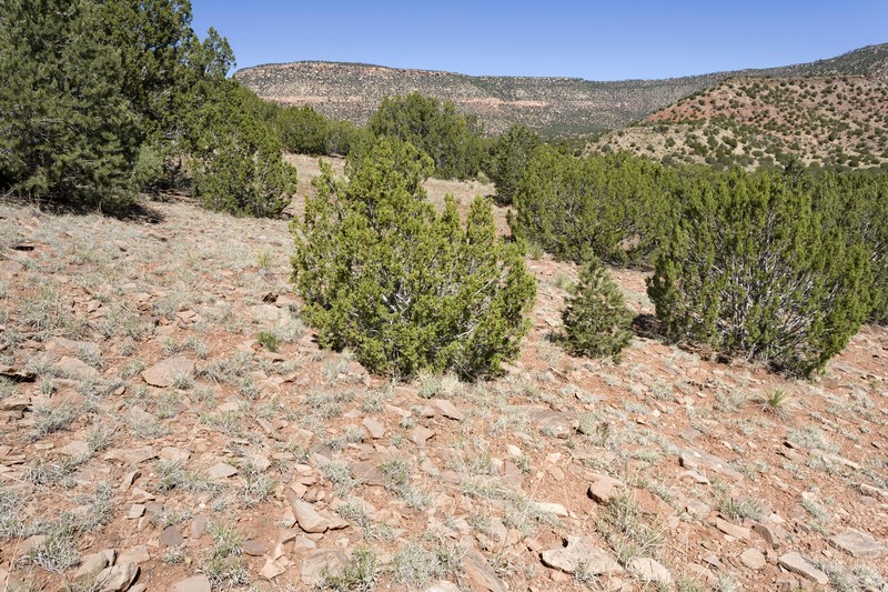 Bear Mountain Milkweed