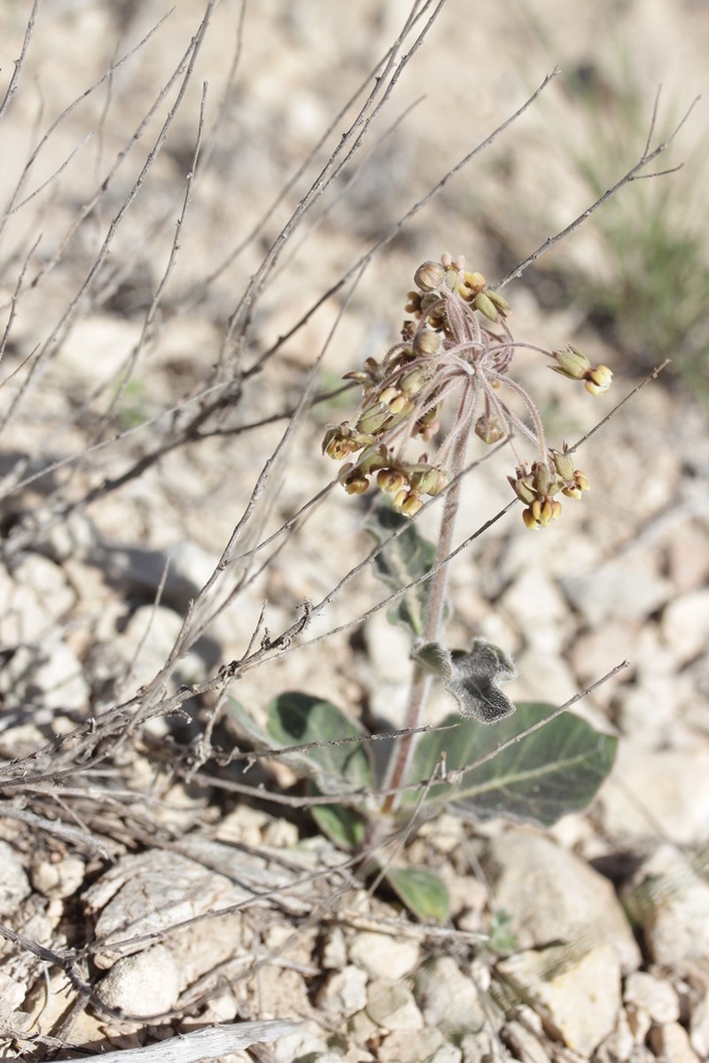 Bear Mountain Milkweed