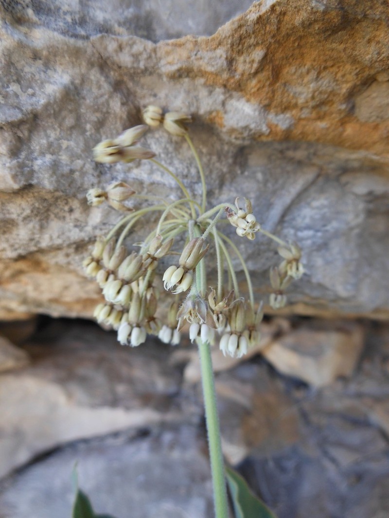 Bear Mountain Milkweed photo 2
