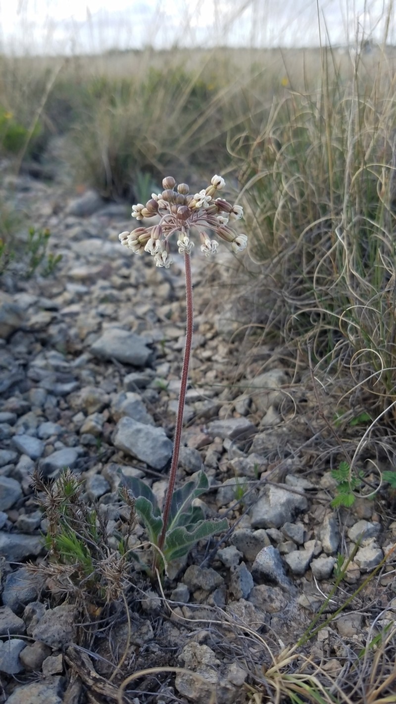 Bear Mountain Milkweed photo 3