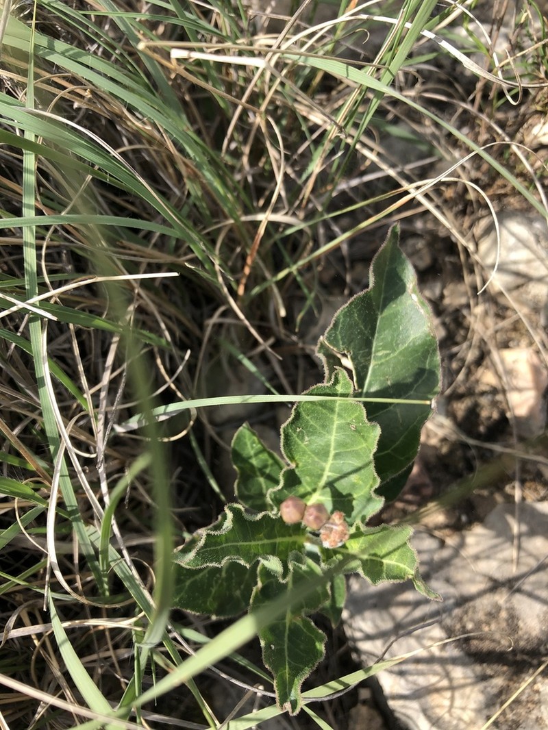 Bear Mountain Milkweed photo 4