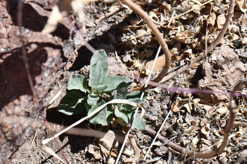 Bear Mountain Milkweed photo 5