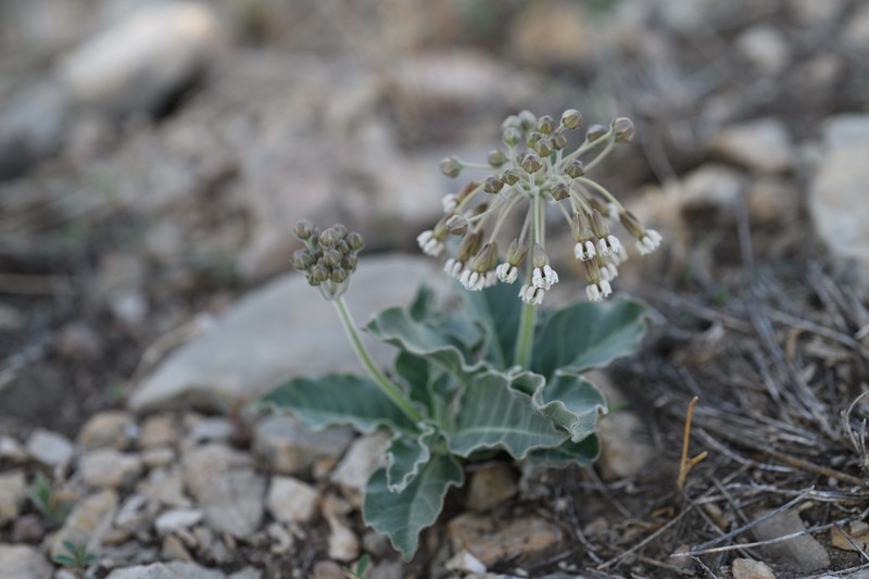 Bear Mountain Milkweed photo 6