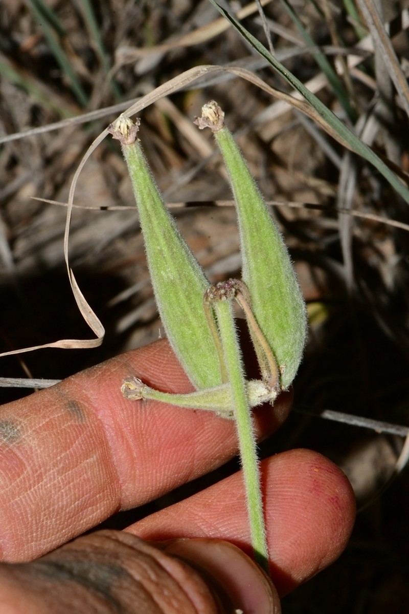 Bear Mountain Milkweed photo 7