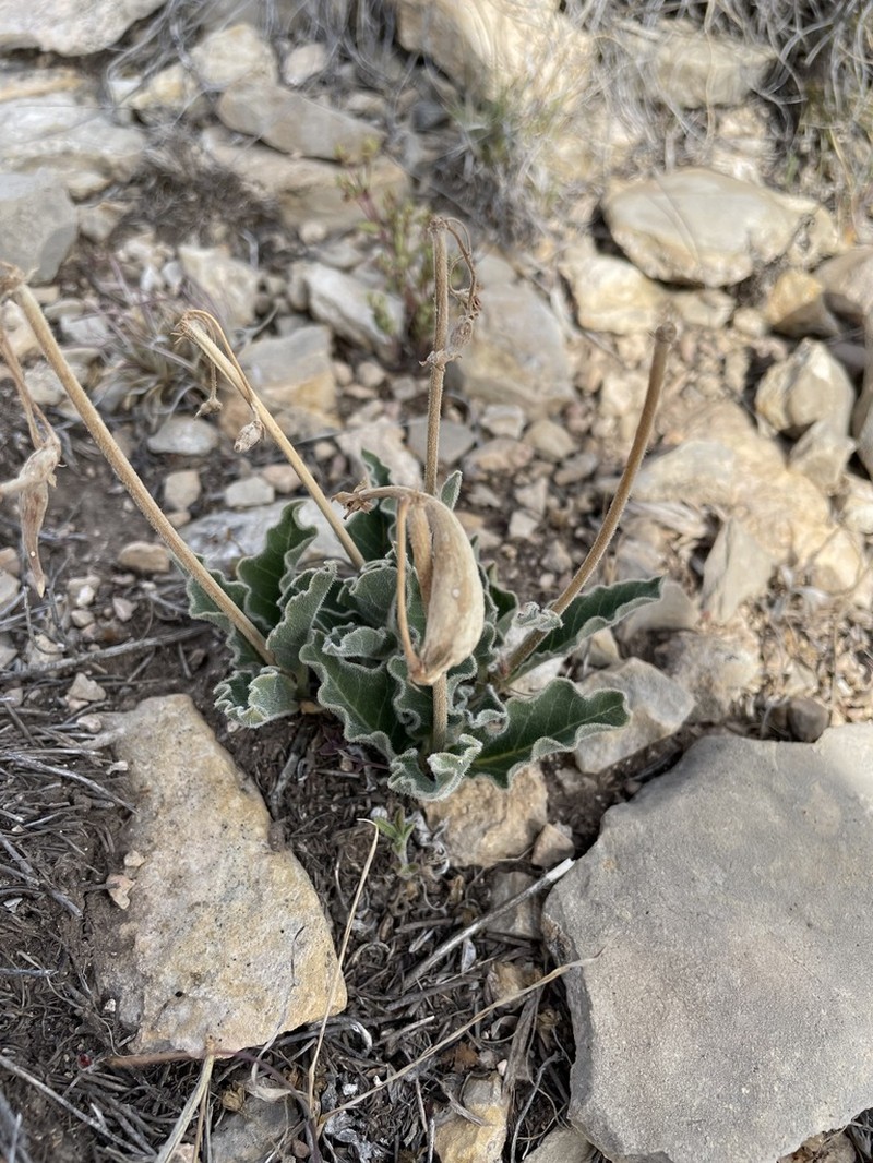 Bear Mountain Milkweed photo 8