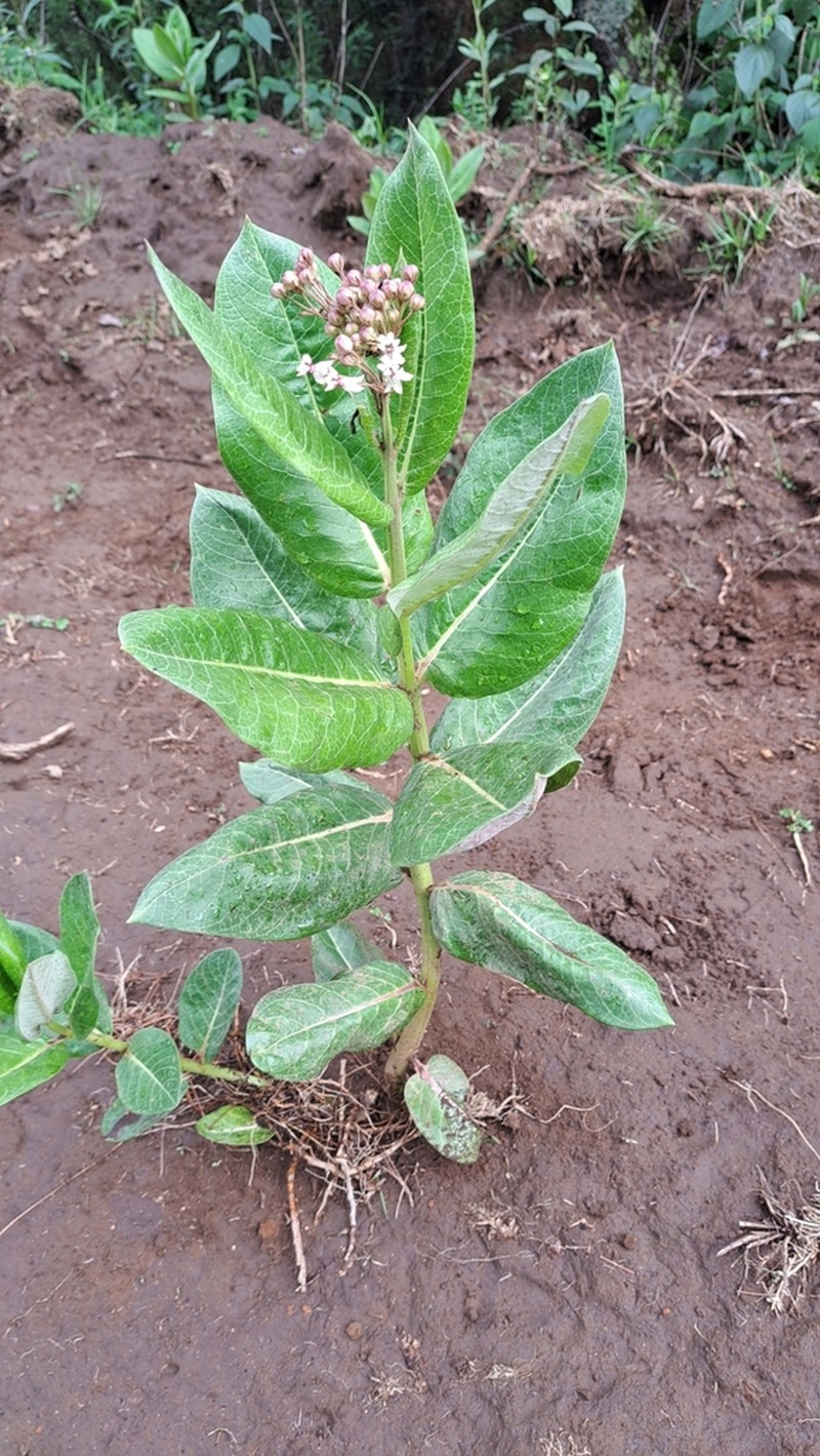 Asclepias scheryi photo 2