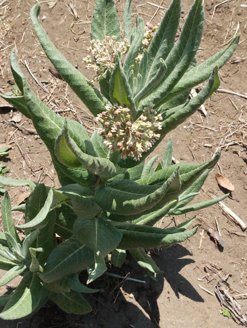 Asclepias scheryi photo 3
