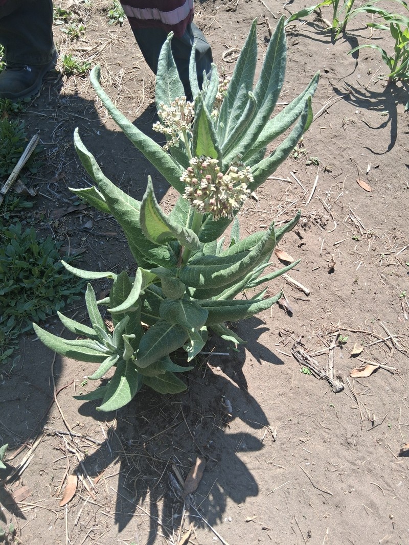 Asclepias scheryi photo 4