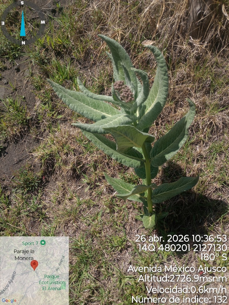 Asclepias scheryi photo 5